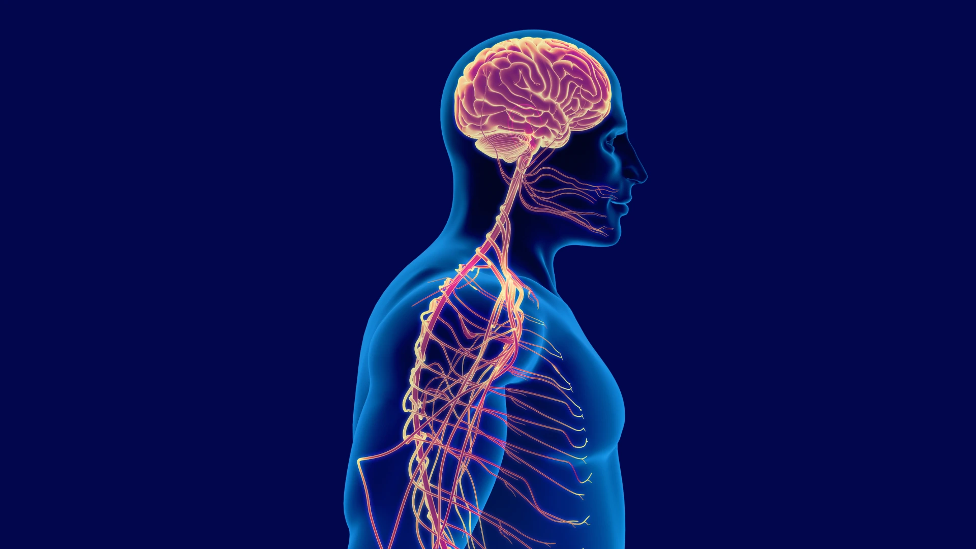 Peripheral Nerve Center Overview